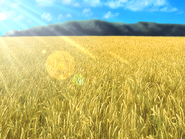 The wheat field