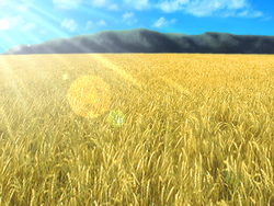 Wheat field.png