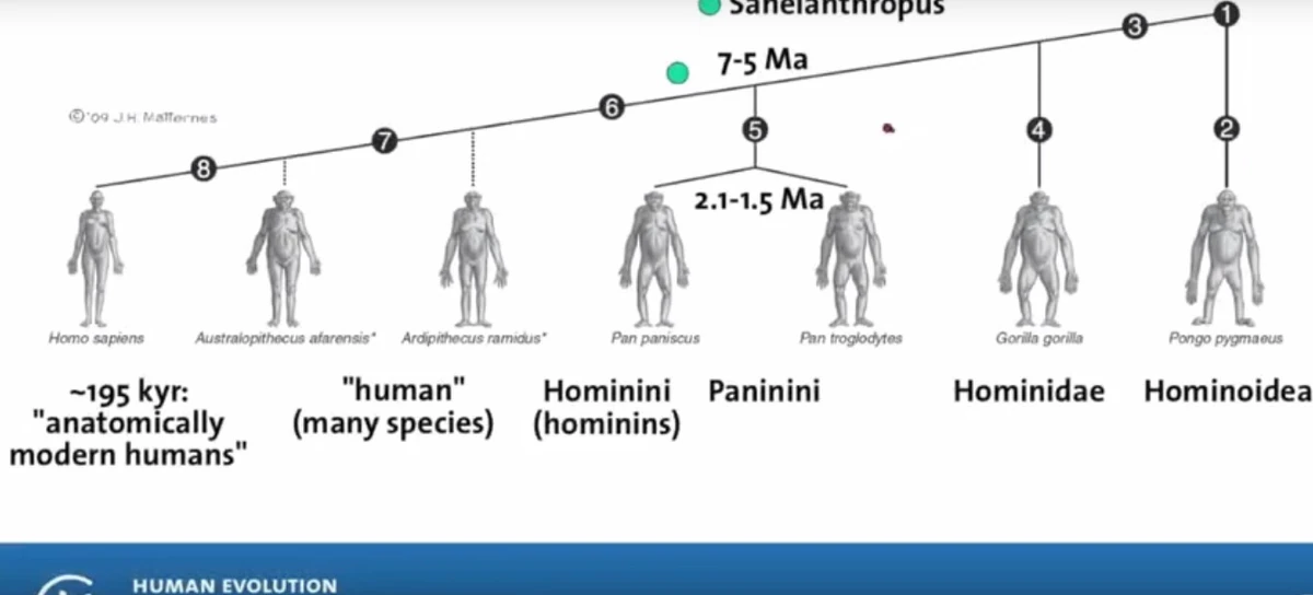 Human Evolution Khan Academy or Scratch Wikia Fandom