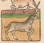 Ortus Sanitatis Monoceros