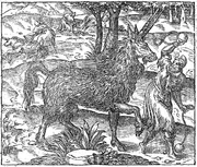 Andre Thevet Pyrassouppi