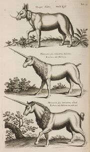 John Jonston Historiae Naturalis de Quadripedibus Tabula XI.jpg