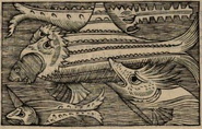 Monoceros (in the bottom left corner) in Olaus Magnus