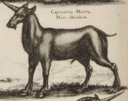 John Jonston Capricornus Marinus.png (1.13 MB) Capricornus Marinus in John Jonston