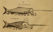 Pierre Pomet Complete History of Drugs sea-unicorn narwhal