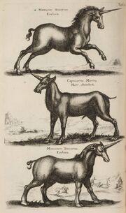 John Jonston Historiae Naturalis de Quadripedibus Tabula X.jpg