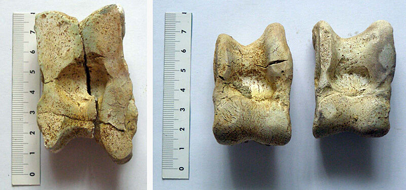 Cattle astragali.jpg