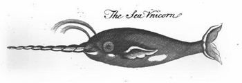 Image of Narwhal