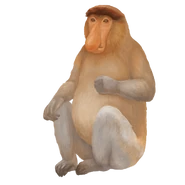 Proboscis Monkey