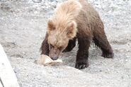 One of 700 Marge's two yearlings with a sandbag July 17, 2007 NPS photo