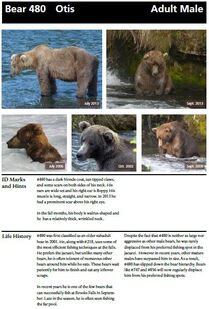 480 Otis' page of the 2014 Bears of Brooks River book, page 22