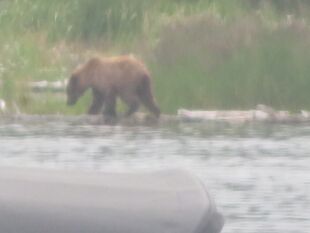 Lighter business cub - 811 with her 2 yearlings July 27, 2023 photograph by BearTreeHugr (p 08/22/23 14:16 #6)