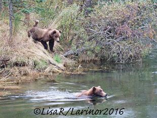 94 and her yearling 810 September 14, 2016 photo by Lisa Robertson (aka Larinor)