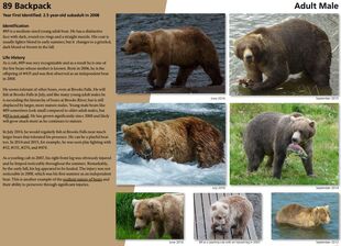 89 Backpack's page of the 2017 Bears of Brooks River book, page 68