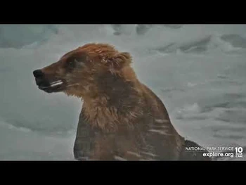 Close-up_164_"Bucky_Dent"_Brooks_Falls_cam_Explore.org_7-13-2022