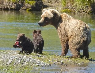 171 with her 2 spring cubs on June 27, 2019 at 4:59 photograph by Truman Everts