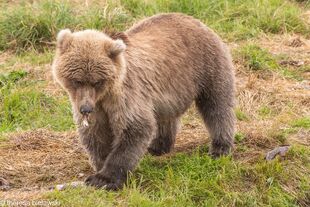 719's yearling September 2020 photo by ©Theresa Bielawski