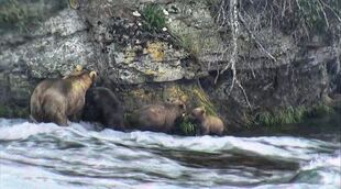 128 Grazer with her 3 spring cubs during the 2016 season snapshot by Xander-Sage