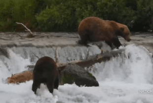 903 "Gully's" attempted river renovations August 18, 2024 gif created by fernw (p 19:48)
