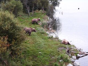 128 Grazer and her two 2.5 year old cubs September 6, 2022 photo by bubdoggy