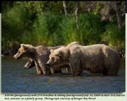 438 Flo (foreground) with 2.5 year old 274 Overflow & sibling in their 3rd, but not last, summer together as a family group July 16, 2009. Photograph courtesy of Ranger Roy Wood