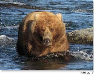 89 Backpack June 2019 NPS photo 2021 Bears of Brooks book page 63