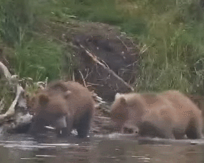 901's spring cub swats their littermate on August 29, 2023 gif created by oregonshefisher (p 18:16)