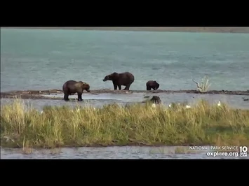 Bears_on_spit_yield_their_space_to_402_and_coys_LR_Explore.org_9-17-22