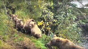 402 with her spring cubs during the 2018 season, snapshot by JG