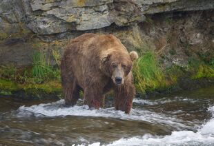 755 ScareD Bear July 9, 2019 photo by NWBearLove92