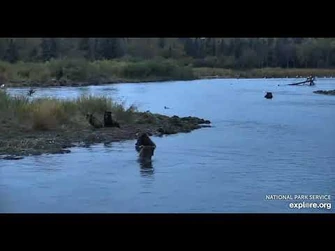 806_briefly_fishes_close_to_her_mom_132_and_new_younger_siblings_-_Explore.org_September_30,_2021-2