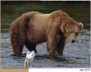 814 Lurch July 2015 NPS photo 2016 Bears of Brooks River book, page 78