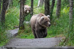 128 Grazer's two 2.5 year old cubs September 1, 2022 photo by Amy (NWBEARLOVE92)