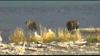 2014_10_10_1701_38_132_with_her_triplets_on_the_Spit_by_Linda_Jett