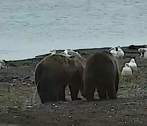 402 with her yearlings, lighter yearling is a female September 29, 2019 snapshot by Bookmom