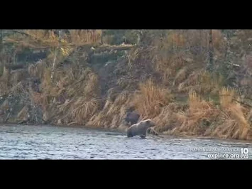 811_and_cubs_-_Explore.org_October_21,_2022-2