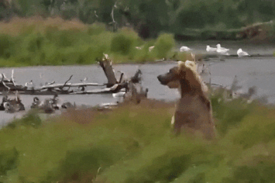 909 GIF 2022.07.17 w YEARLING POP-UP BEARS LUNACRE p 2022.07.18 09.54