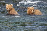 813 Nostril Bear's 2 yearlings July 5, 2019 photo by Truman Everts