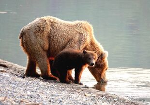 171 and her 2 spring cubs July 9, 2019 photo by Olatz Azcona Munárriz