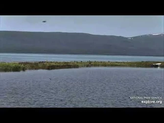 LO_eating_at_the_spit_July_18_2021_explore.org