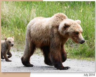 171 with 1 of 2 spring cubs July 2014 NPS photo 2015 Bears of Brooks River book page 31