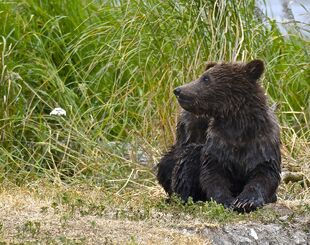 1 of 171's 2 spring cubs June 30, 2019 photo by Truman Everts