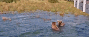 208 & 903 "Gully" September 3, 2024 gif created by Blair-55 (p 16:05 #2 Resized by LTC) 208 showing off his worm dance move