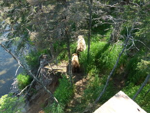 482 Brett with her remaining yearling from her 2010 litter July 5, 2011 NPS photo KNP&P Flickr