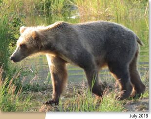 610 July 2019 NPS photo 2021 Bears of Brooks River book page 47