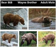 868 Wayne Brother's page in the 2014 Bears of Brooks River book page 29 (top only)