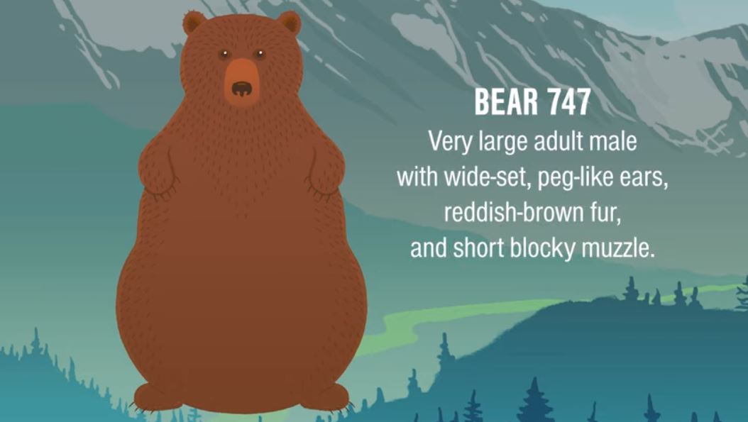 Bear Hibernation: 5 Fun Facts - Yellowstone Forever