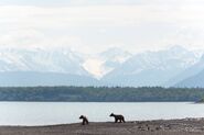 KNP&P's June 11, 2018 20:02 Facebook post ~ Bear update: Two subadults showed up at camp today, and then they were chased by a third. They all ran down the beach out of sight. (photo only)