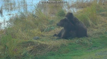 Sow_132_&_Her_Spring_Cub_Playing_on_Lower_River_2018-09-16