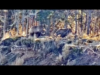 21_Oct_2021-_811_Makes_a_Run_at_908_(explore.org)